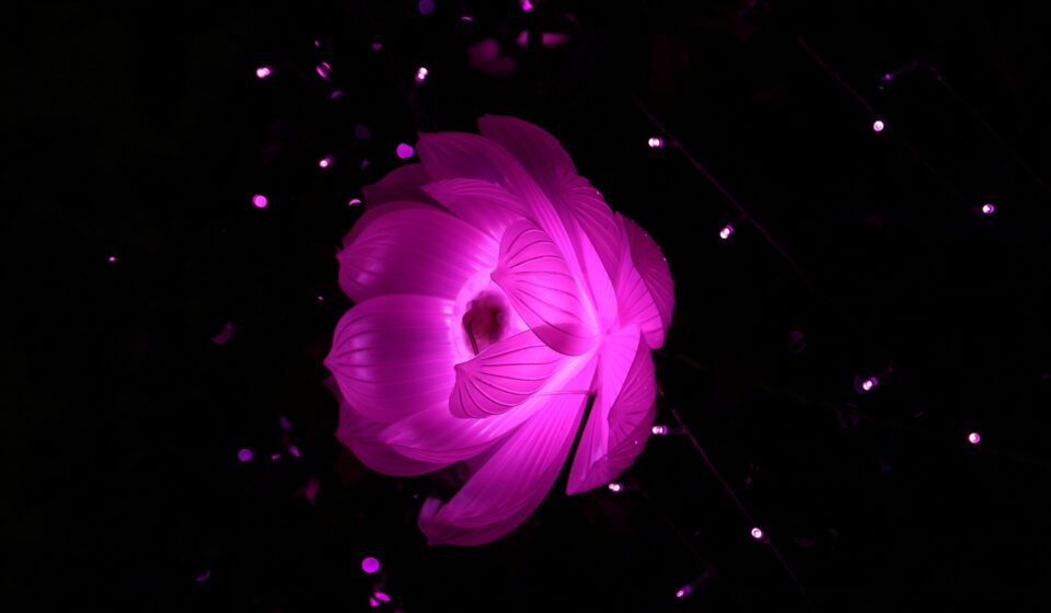 الإجابية السامة